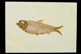 Detailed Fossil Fish (Knightia) - Wyoming #155487-1